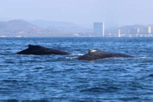 penis de baleine|Évolution des cétacés: les os pelviens ont un ...